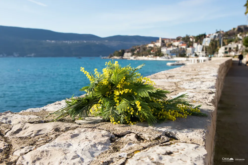 The Mimosa Festival of Montenegro - Herceg Novi