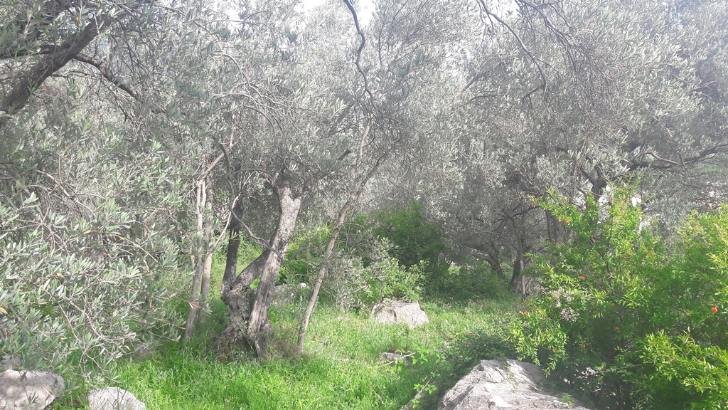 Image of Plot for Sale in Budva-Budva-Montenegro, Image 3