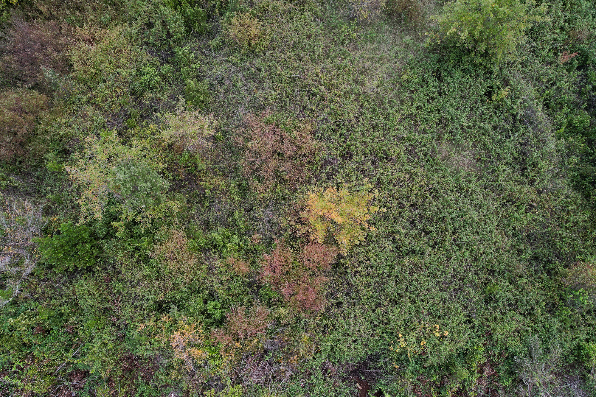 Image of Plot for Sale in Tivat-Tivat-Montenegro, Image 11