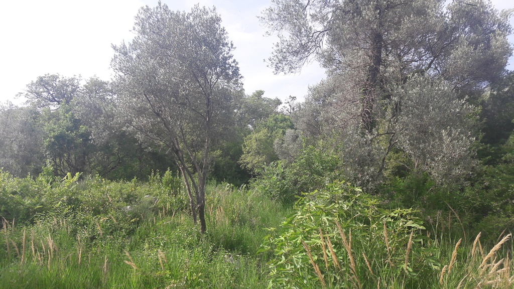 Image of Plot for Sale in Budva-Budva-Montenegro, Image 4