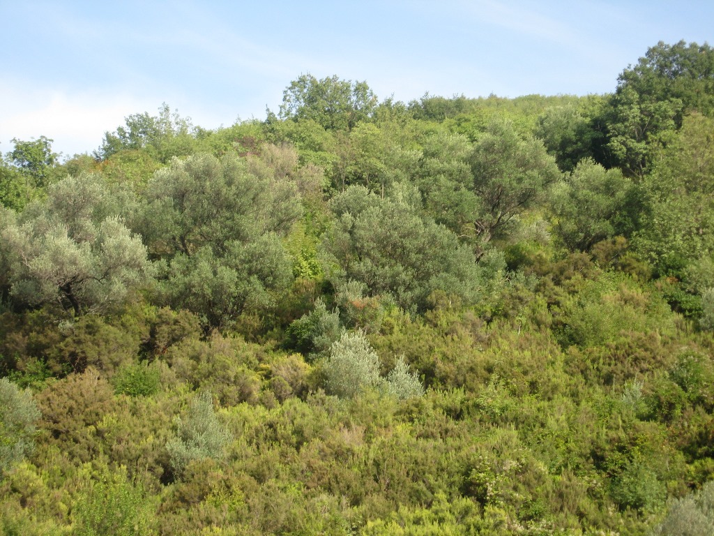 Image of Plot for Sale in Herceg-Novi-Herceg Novi-Montenegro, Image 2