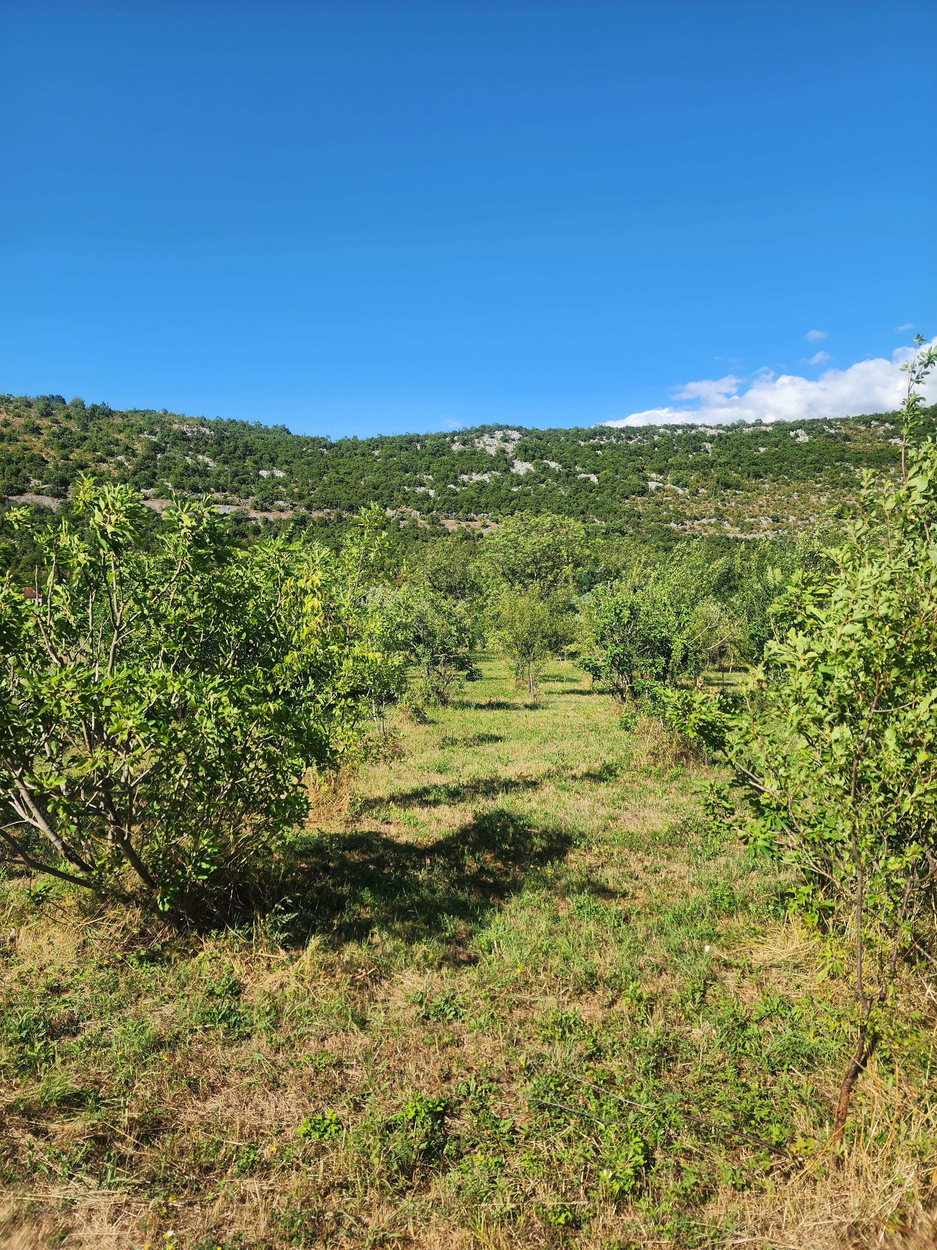FOR SALE – Family property with large land and orchard, near Danilovgrad   Montenegro