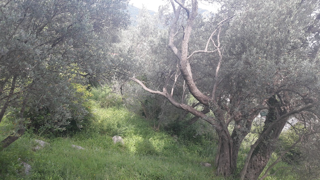 Image of Plot for Sale in Budva-Budva-Montenegro, Image 7