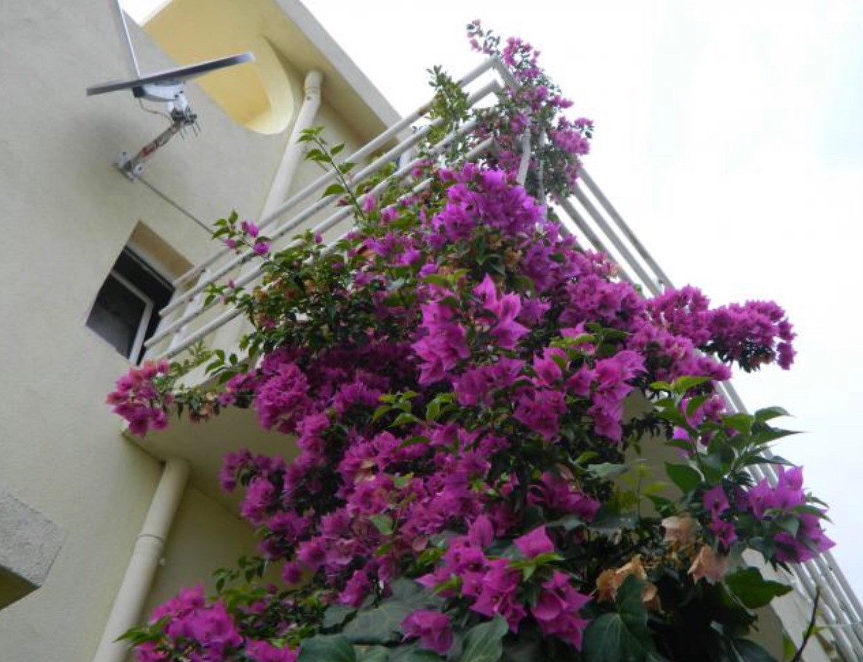 Image of House - 7 Bedrooms - 4 Bathrooms for Sale in Bar-Susanj-Montenegro, Image 3