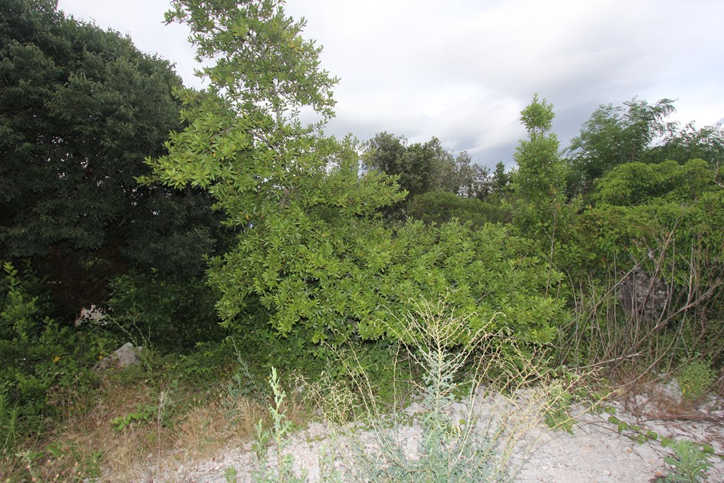 Image of Plot for Sale in Tivat-Tivat-Montenegro, Image 5