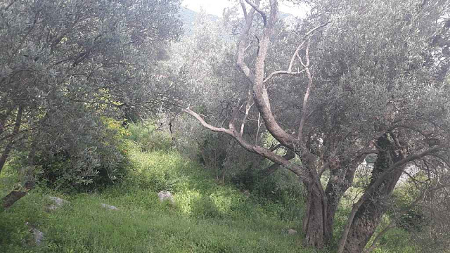 Land in Budva — photo 7