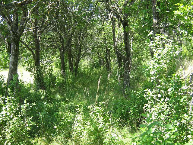 Plot in Vilusi — photo 5