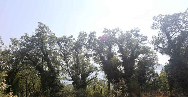 Land in Budva with sea view — photo 13