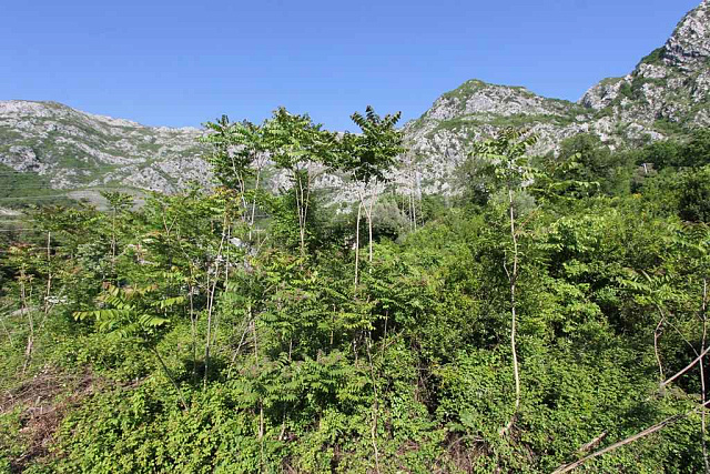 Land in Risan — photo 4