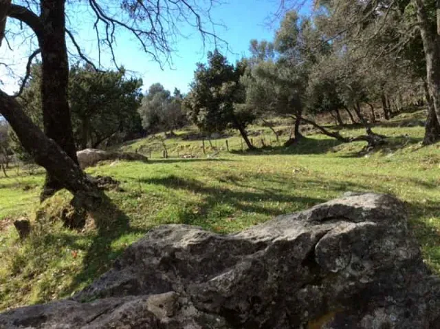Plot in Podi — photo 4