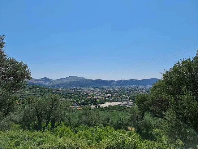 Olive plantation in Bar