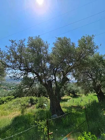 Olive plantation in Bar — photo 5