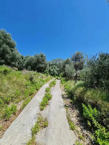 Olive plantation in Bar — photo 6