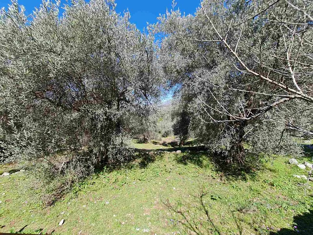 Olive grove in Bar — photo 5