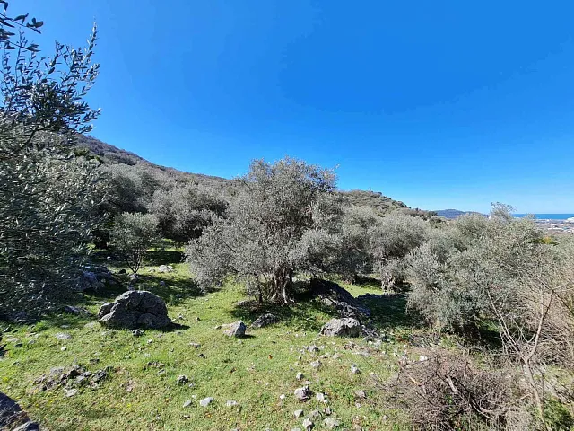 Olive grove in Bar — photo 4