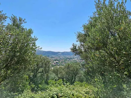 Olive plantation in Bar — photo 2