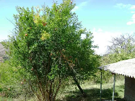 Land in Bar — photo 2