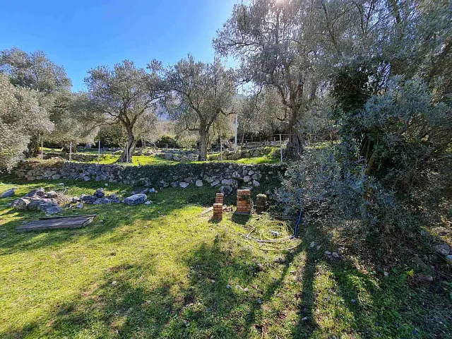 Olive grove in Bar — photo 6