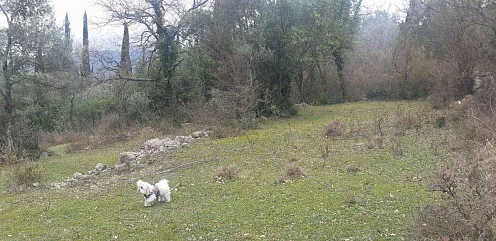 Plot of 9800 m2 in one of the districts of Herceg Novi - Mojdez — photo 3