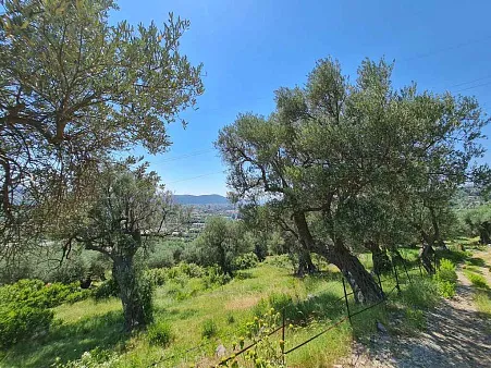 Olive plantation in Bar
