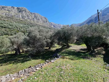 Olive grove in Bar — photo 2