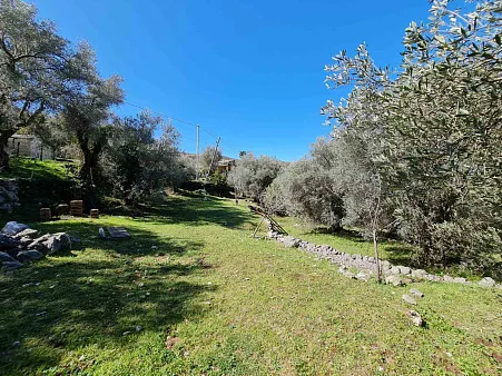 Olive grove in Bar — photo 3