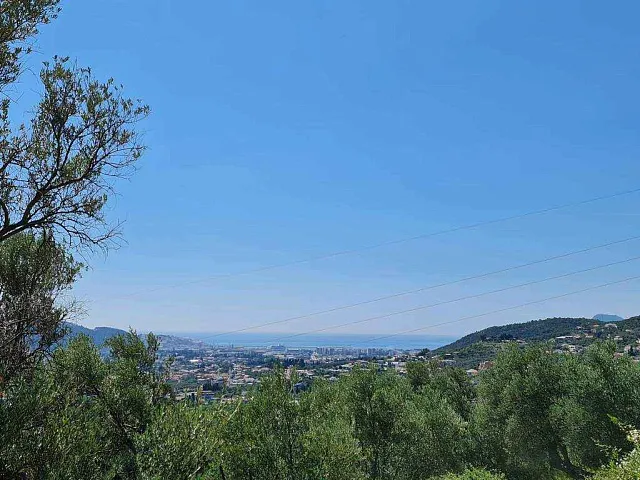 Olive plantation in Bar — photo 4